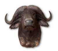 Y A PRESERVED CAPE BUFFALO