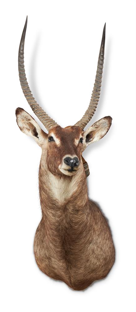 Y A PRESERVED WATERBUCK