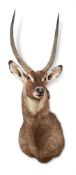 Y A PRESERVED WATERBUCK