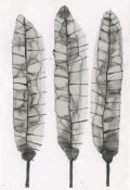 Yuriko Kawase, Feather, 2021