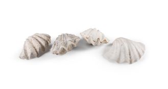 Y TWO CLAM SHELLS AND TWO HALF CLAM SHELLS (TRIDACNA GIGAS)