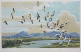 Peter Scott, Snow geese in California,