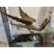 20th cent. Cast bronze dragon. 13ins. - Image 2 of 2