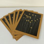Six new Still Life 01 (Yellow Drumsticks) By Pia Winther, RRP £34 each
