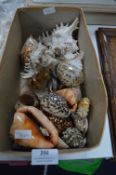 Collection of Shells