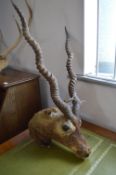 Taxidermy Animal Head
