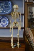 Student Anatomical Skeleton 33