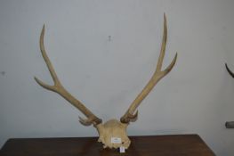 Pair of Antlers