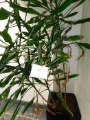 *Yucca Plant in Black Plastic Vase