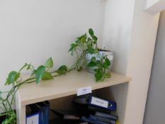 *Ivy in Silver Grey Pot