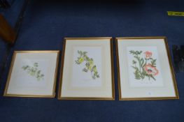 Three Watercolour Floral Studies by Stella Hewitt