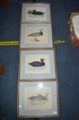 Four Original Hand Coloured Wild Fowl Engraving circa 1855