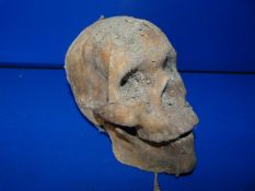 Life-size Reproduction Skull