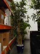 *large artificial bamboo plant in blue pot 1800 high