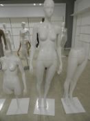 *Female Mannequin on Stand