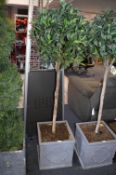 *Artificial Bay Tree in Grey Planter
