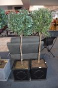 Pair of Artificial Olive Trees in Black Planters