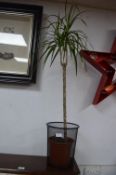 Indoor Potted Plant