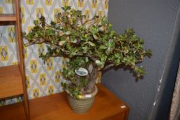 Money Tree and a Ceramic Pot