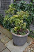 Large Plant Pot with Plant