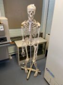 Medical Skeleton