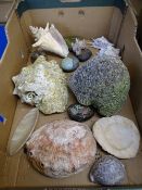 BRAIN TYPE CORAL and a quantity of seashells and painted pebbles, 16cms H, 19cms across the coral