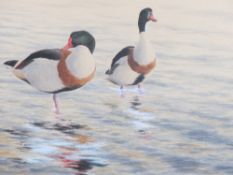 PHILLIP SNOW watercolour titled - 'Shelduck Pair Mathtraeth' signed and dated '89, 28.5 x 37cms