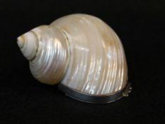 BBC BARGAIN HUNT LOT: MODERN SILVER MOUNTED POLISHED TURBO SHELL 'SNUFF' BOX, stamped 925, 6cms long