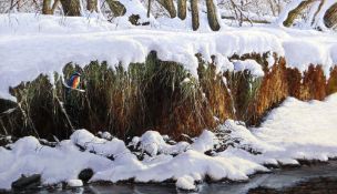 DAVID COWDRY oil on board - Kingfisher perched in snowy river-landscape, signed lower right and