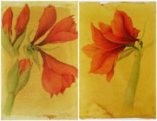 SIGRID MULLER mixed media - entitled verso on Attic Gallery Swansea label 'Amaryllis Study', signed,