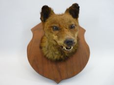 TAXIDERMY - fox's head on a wooden shield