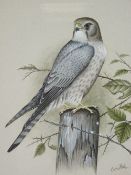 ERIC PEAKE fine watercolour study of a male merlin perched on a fence post, signed, 30 x 23cms
