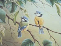 RALPH WATERHOUSE coloured limited edition print (537/750) - of two blue tits on a blossom branch,
