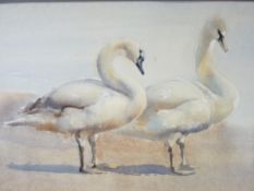 ERIC H DAY watercolour on card - study of two swans on sands, signed, 33 x 48cms