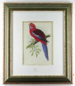 COLOUR PRINT 'PENNANT'S PARAKEET', 26 x 18cms, framed and glazed