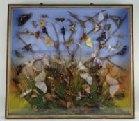 A CASED TAXIDERMY DIORAMA OF SOUTH AMERICAN INSECTS BY JAMES HUTCHINGS OF ABERYSTWYTH circa 1870, c