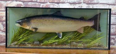 LATE 20TH CENTURY TAXIDERMY SALMON, mounted in glazed case with river bed setting, gilt lettering 