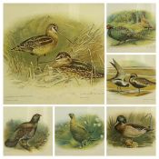 ORNITHOLOGICAL PRINTS - series of six, 16.5 x 20cms