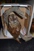 A taxidermy tawny owl mounted on curved branch.
