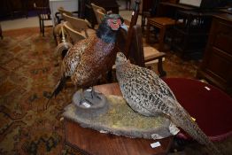 A taxidermy, brace of pheasants mounted on mossy log