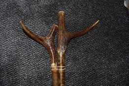 Two horn handled walking staffs.