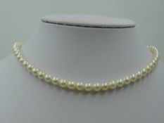A string of cultured pearls of even cream colour with a 14ct white gold circular barrel and tongue