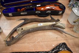 A collection of deer antlers.