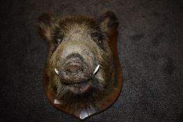 A taxidermy, Wild Boar head, mounted on oak shield, labelled for Simon Wilson, Lakeland Taxidermy