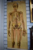 A cloth backed anatomical chart, around 1930s, manufactured by Ruddiman Johnston & Co Ltd of