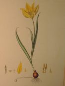 An engraving, after James Sowerby, Tulipa Sylvestris, 40 x 26cm, plus frame and glazed