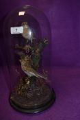 A Victorian taxidermy cased glass dome of two song birds 35cm tall