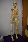 An anatomical study of a human skeleton 84cm tall