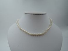A string of cultured pearls of even form having a 14ct white gold ball clasp, approx 21'