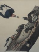 A print, after John J Audubon, Red Headed Woodpecker- Picus Erythrocephalus, printed/coloured by R